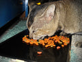 Stainless Steel Pet Bowl product photo